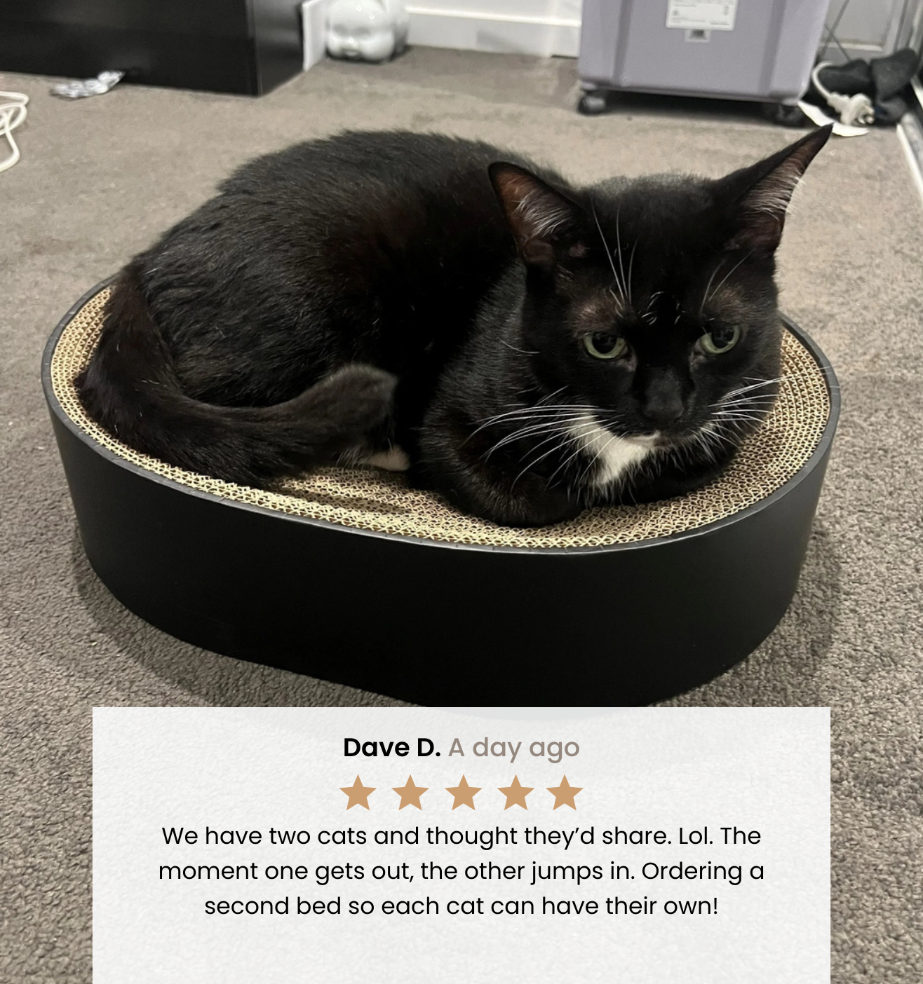The Cat Nest
