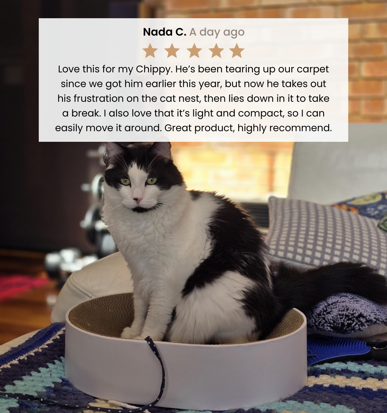 The Cat Nest