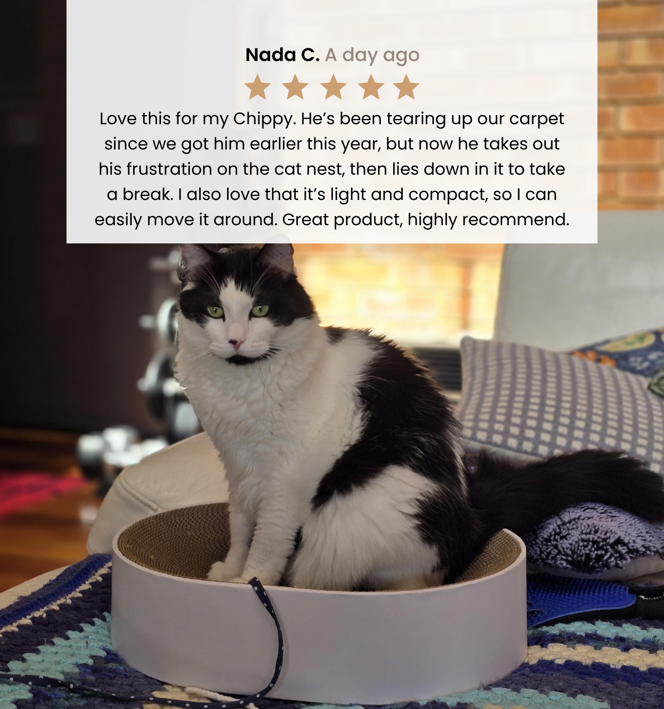 The Cat Nest